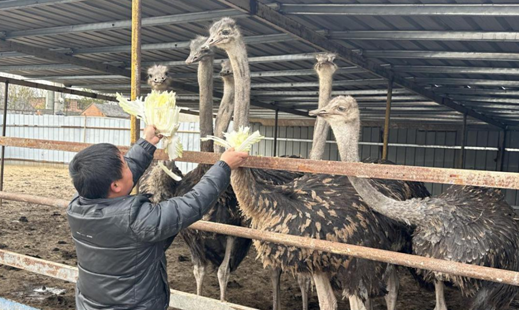 养殖鸵鸟多少钱一只 养殖鸵鸟多少钱一只