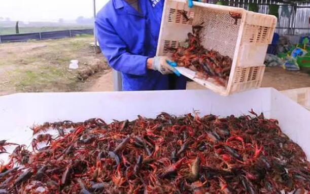 江苏兴化龙虾养殖基地