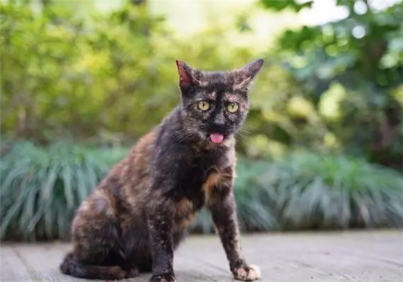 玳瑁猫,为何成为弃养率之首,背后的故事令人唏嘘 玳瑁猫,为何成为弃养率之首,背后的故事令人唏嘘