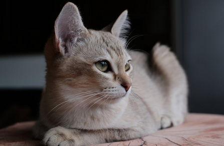 猫咪吃什么食物可以化毛 猫咪吃什么食物可以化毛
