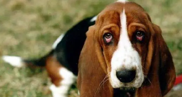 您知道巴吉度犬和比格犬有什么区别吗？