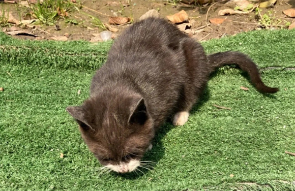 宠物猫喜欢主人的表现