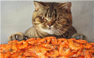 猫一顿吃10只虾能饱吗