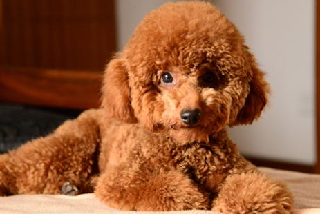 泰迪犬的七大魅力,让人无法抗拒的伴侣 泰迪犬的七大魅力,让人无法抗拒的伴侣