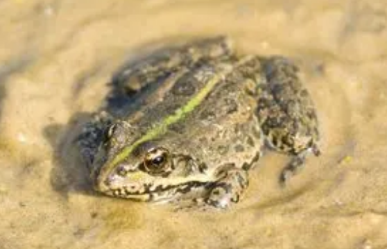 逮青蛙犯法吗 逮青蛙犯法吗