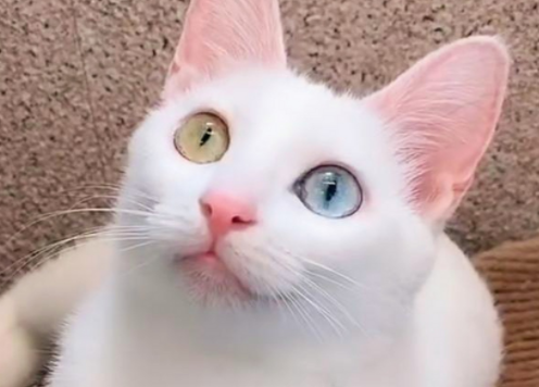 异瞳猫咪美丽背后的缺陷与关爱 