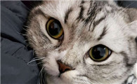 成猫是几个月
