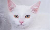 成猫会用猫砂的猫突然乱拉屎