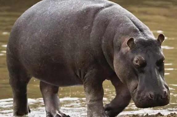 河马分几种