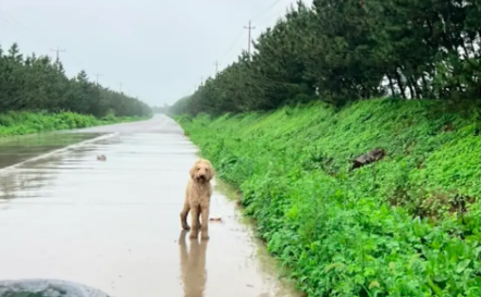 捡蘑菇路上却捡到只巨贵犬，主动跳上车赖上女生，怎么赶都不下去