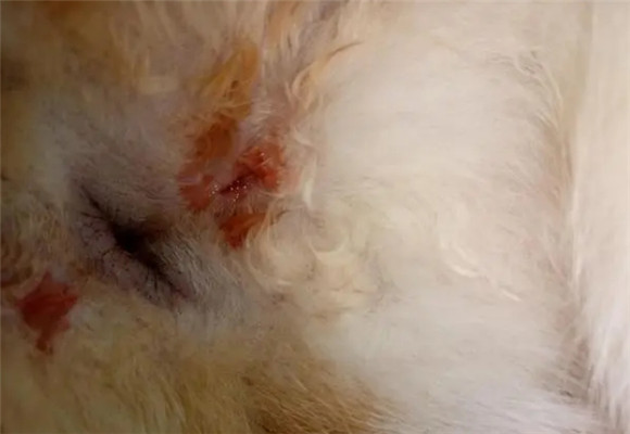猫下面流血是怎么回事 猫下面流血是怎么回事