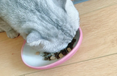 动物先生猫粮贵吗 动物先生猫粮贵吗