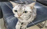 别人家的猫跑到我家什么预兆
