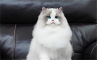 猫适合在多少度呆着