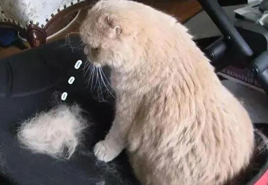 猫掉毛怎么办教你一招解决 猫掉毛怎么办教你一招解决