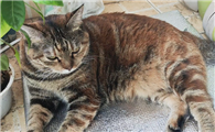 被打过的猫怎么才能和人和好