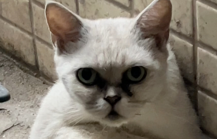 被家猫抓伤轻微出血