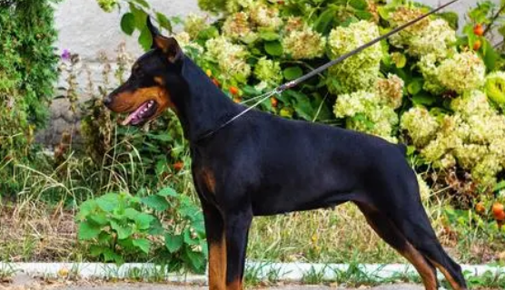 杜宾犬打得过罗威纳犬吗？快来看看