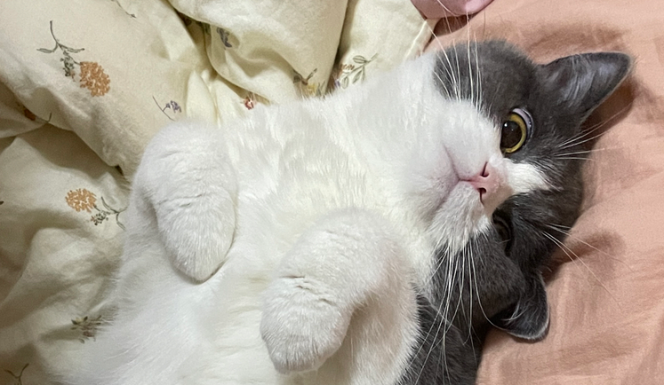 猫流血是大姨妈吗