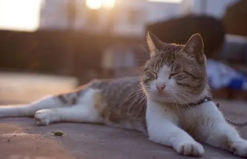 宠物店一只猫多少钱 宠物店一只猫多少钱
