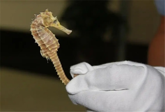 海马的作用是啥