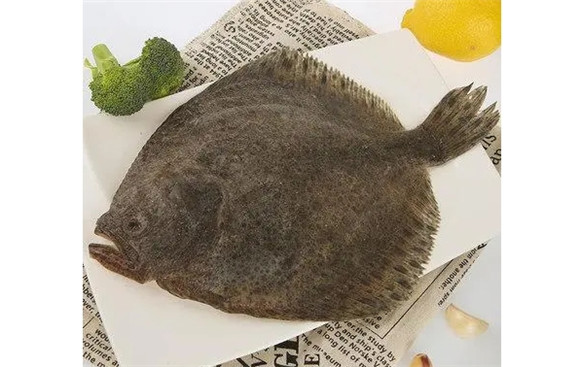 多宝鱼是石斑鱼吗