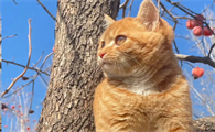 哺乳期猫吐了是什么原因