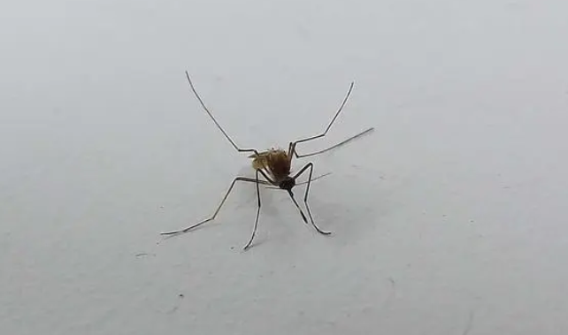 如何杀光全世界的蚊子