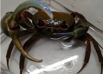 海南勾手蟹怎么养