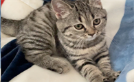 半夜12点猫叫必须注意
