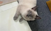 4个月小猫多少斤正常体重