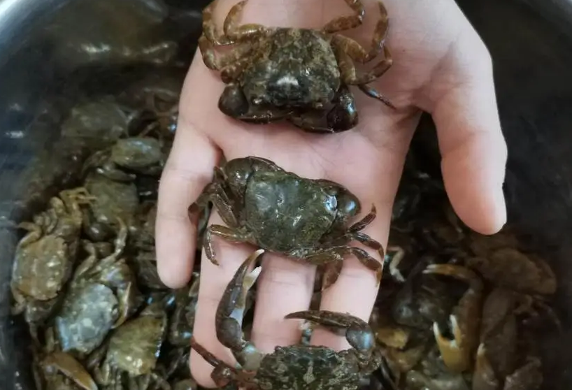 曹妃甸捉螃蟹最佳去处