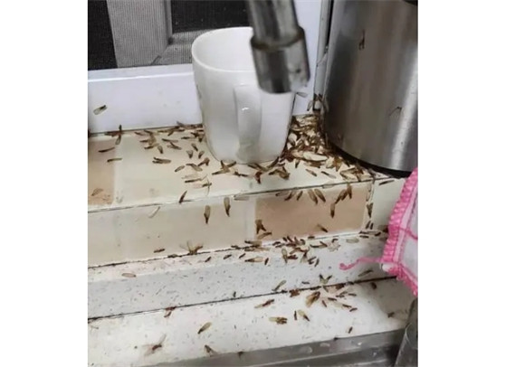 白蚁防治灭除公司哪家好