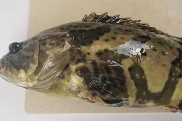 一斤多的石斑鱼多少钱