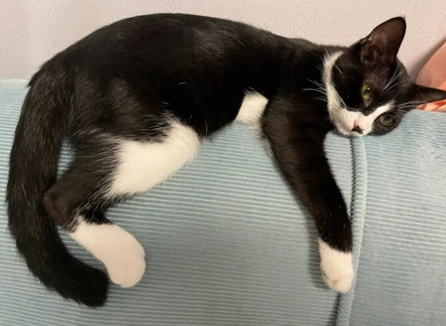 田园猫中,谁的战斗力最强? 田园猫中,谁的战斗力最强?