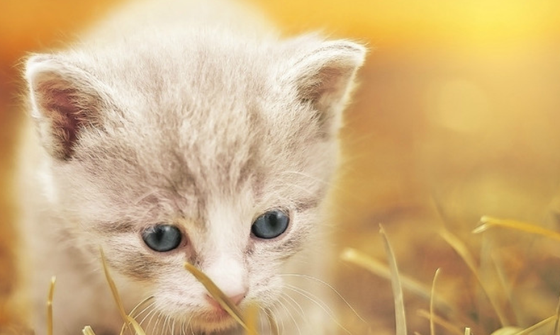 猫咪太瘦吃什么增肥