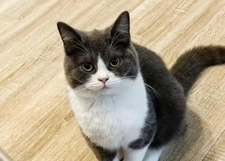 猫掉毛怎么办怎么处理