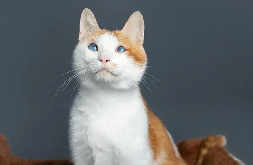 猫来姨妈会有血吗 猫来姨妈会有血吗
