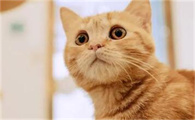 半夜2点15猫叫必须注意
