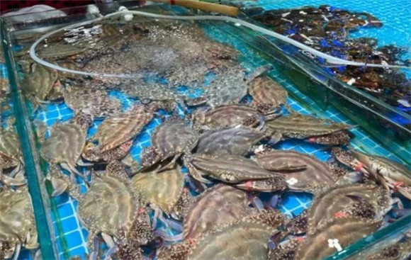河蟹属于海鲜类吗