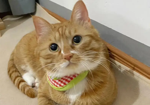 保儒猫有什么症状 保儒猫有什么症状
