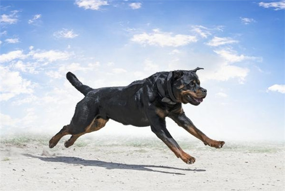 罗威纳犬饲养宝典，从入门到精通的全方位指导！