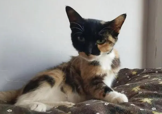 玳瑁猫应该怎么饲养?有人知道吗? 玳瑁猫应该怎么饲养?有人知道吗?