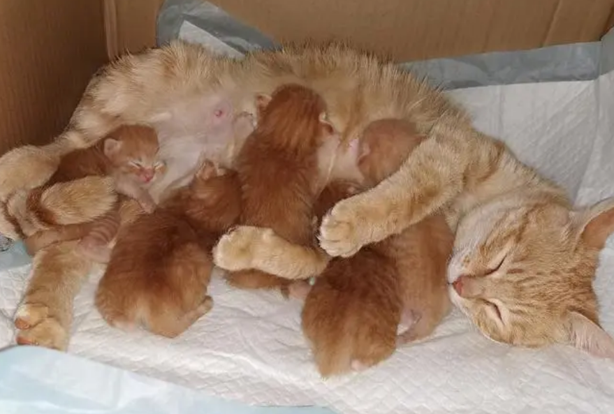 半个月的小猫怎么喂养