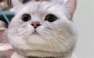 猫咪适合在什么温度下生活