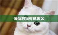 薄荷对猫有危害么