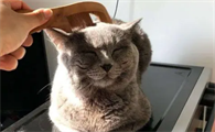 猫咪掉毛的危害
