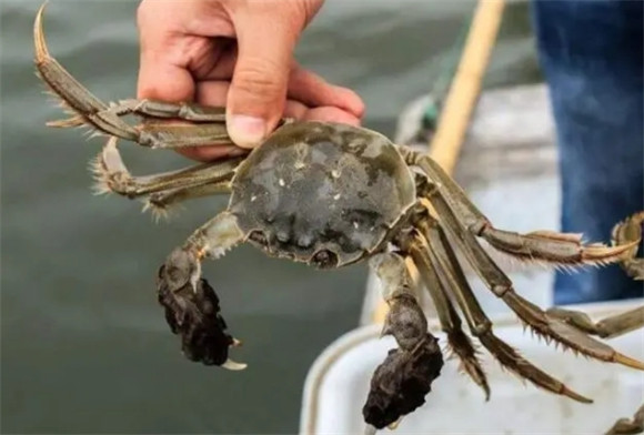 河蟹会淹死吗