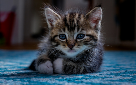 宠物猫多久驱虫一次 宠物猫多久驱虫一次