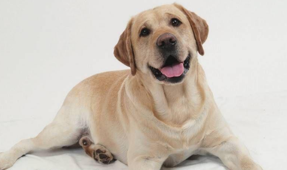 了解拉布拉多犬「一分钟了解拉布拉多犬」 了解拉布拉多犬「一分钟了解拉布拉多犬」